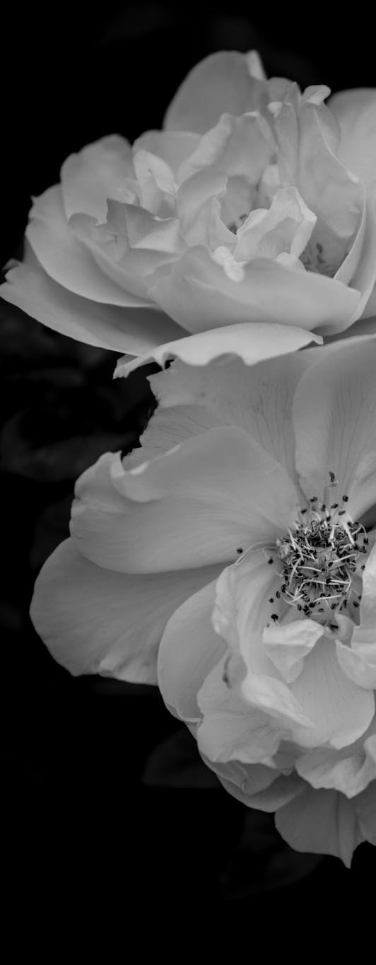 floral background media