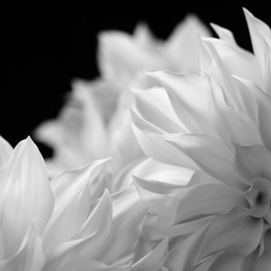 greyscale of white pointy flower