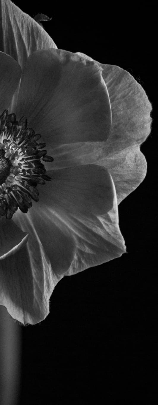 floral background media