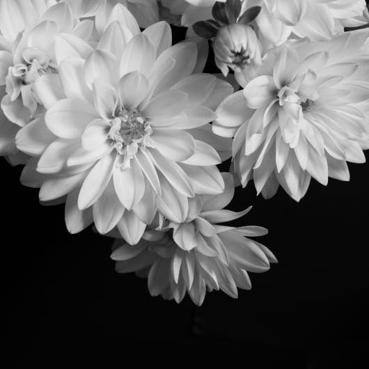 greyscale of multiple flowers