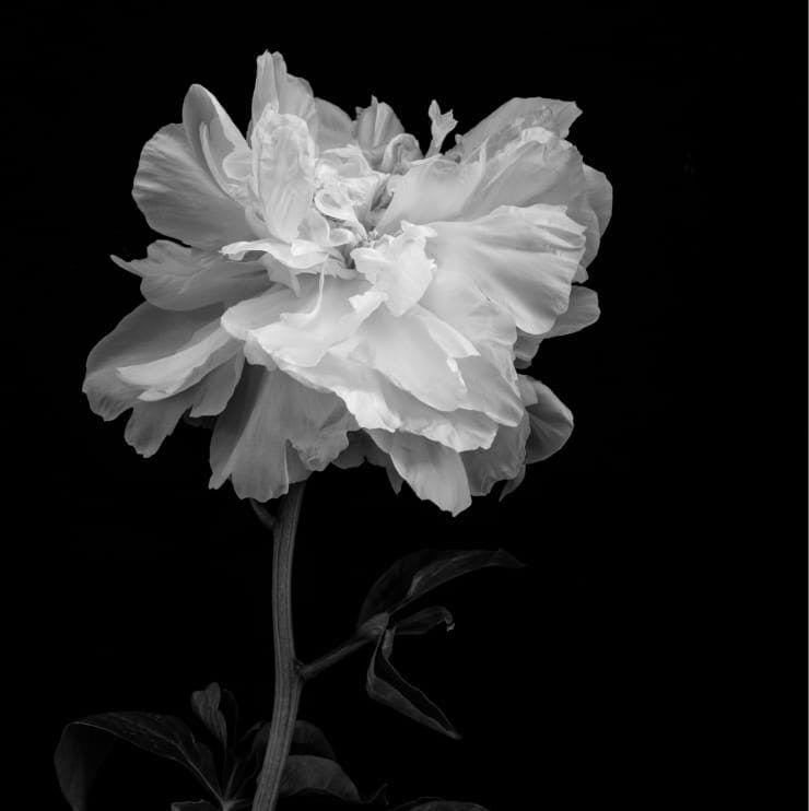 greyscale of flower with stem
