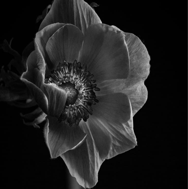 greyscale of flower sideways
