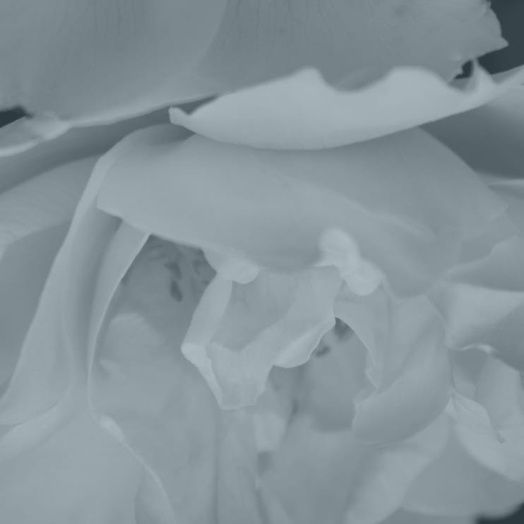greyscale of whiteish flower
