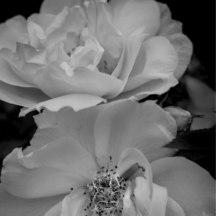 greyscale of 2 flowers