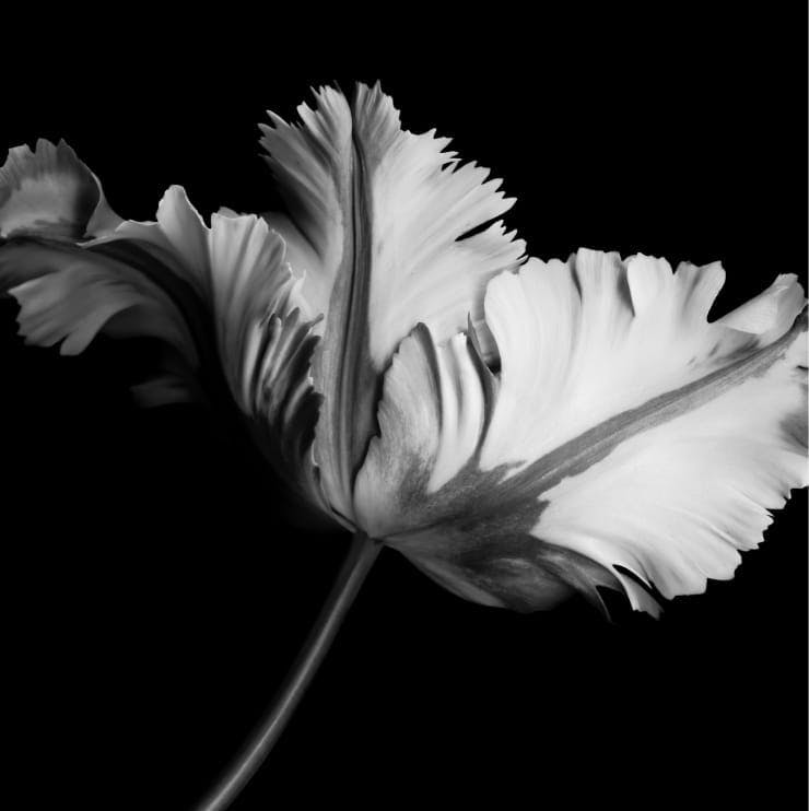 greyscale of unique flower