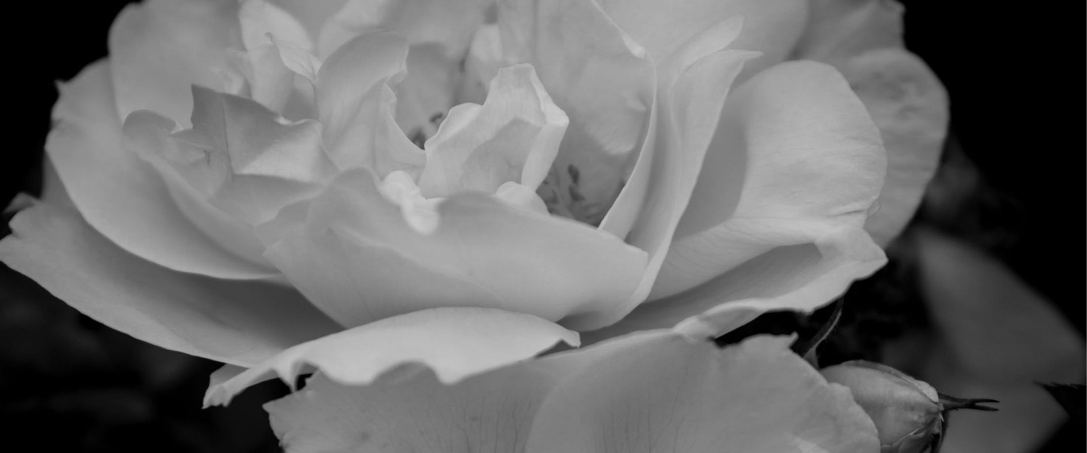 close up of grayscale white flower