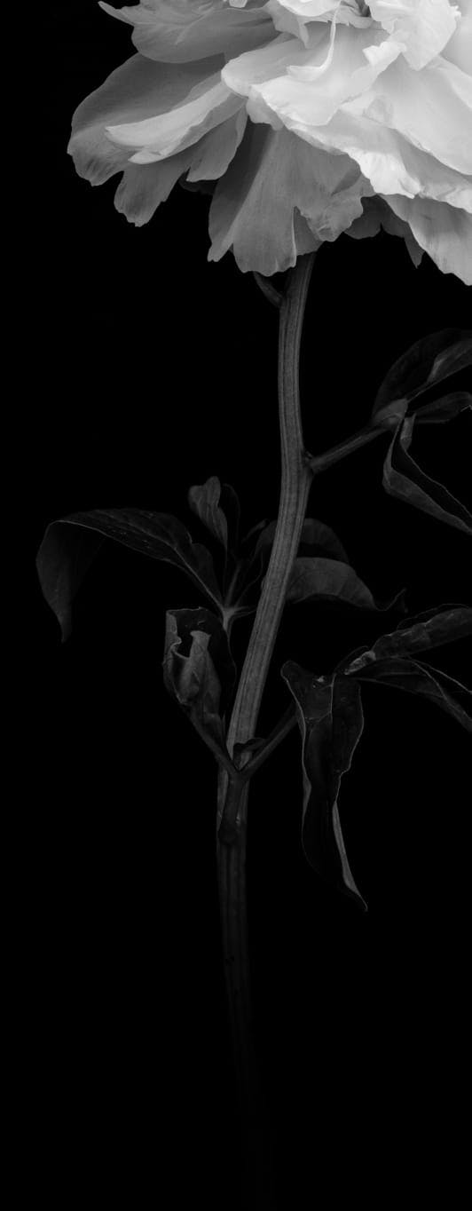 floral background media