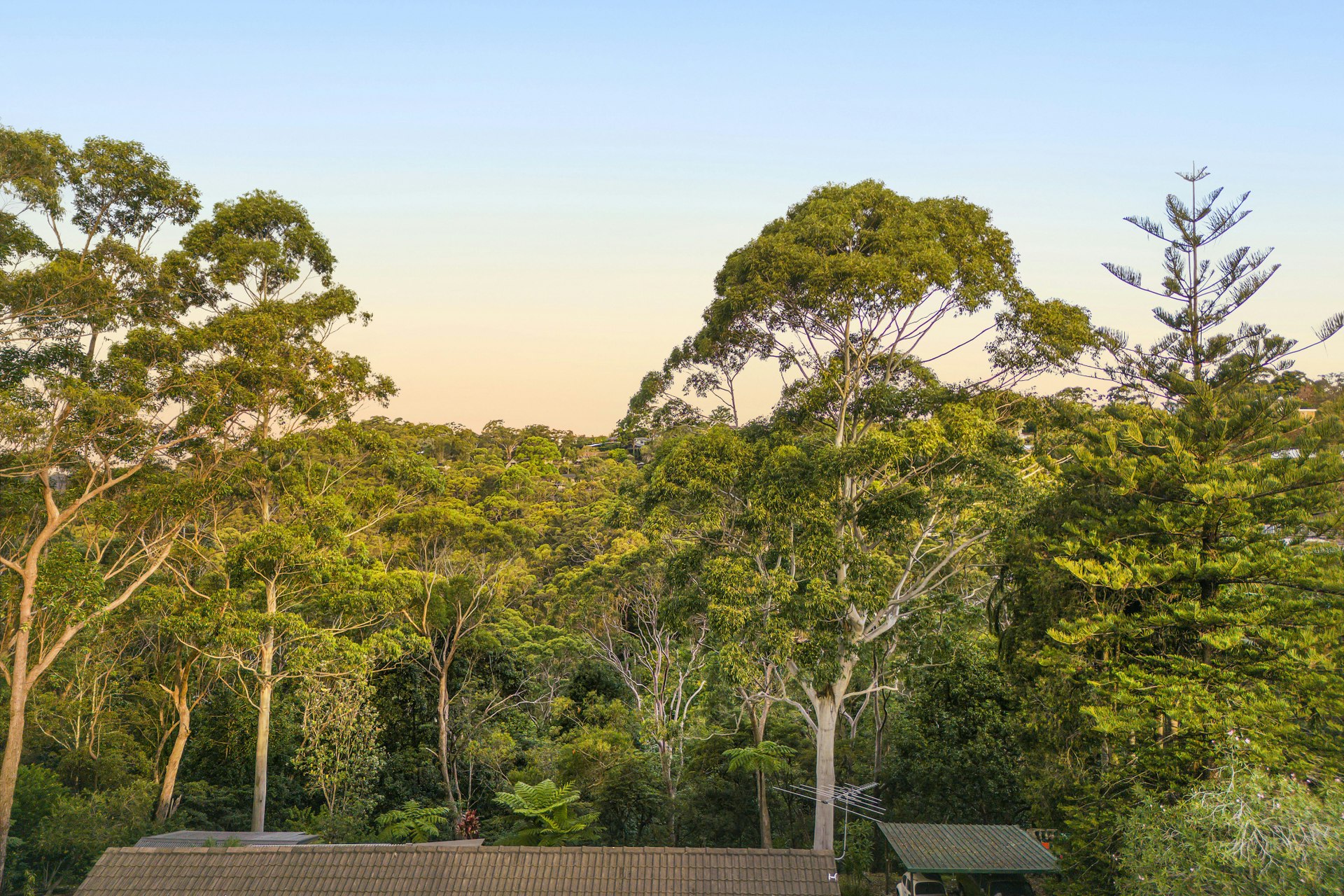 Image of tree