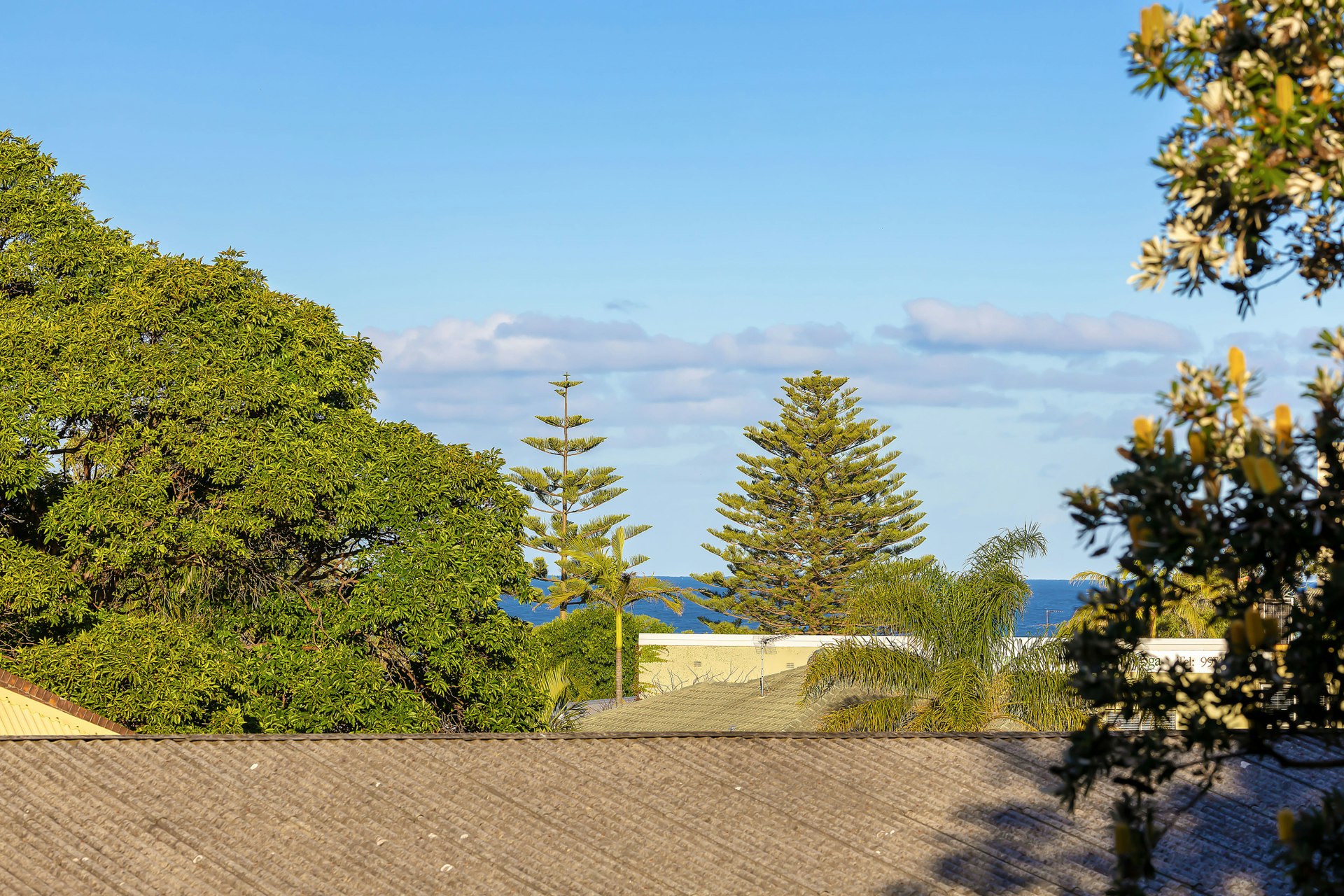 Image of plant