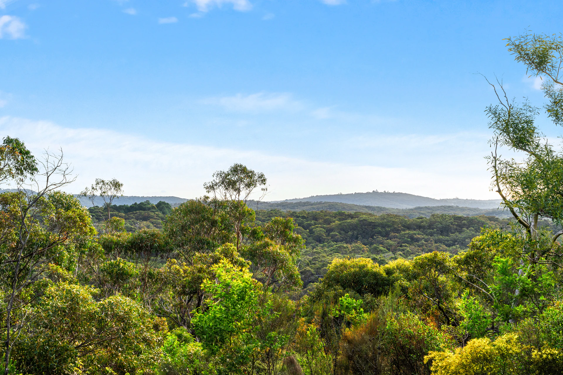 vegetation
