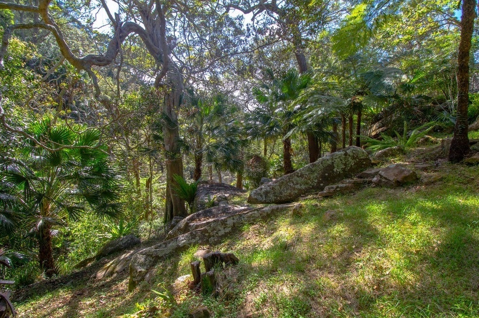 Image of jungle
