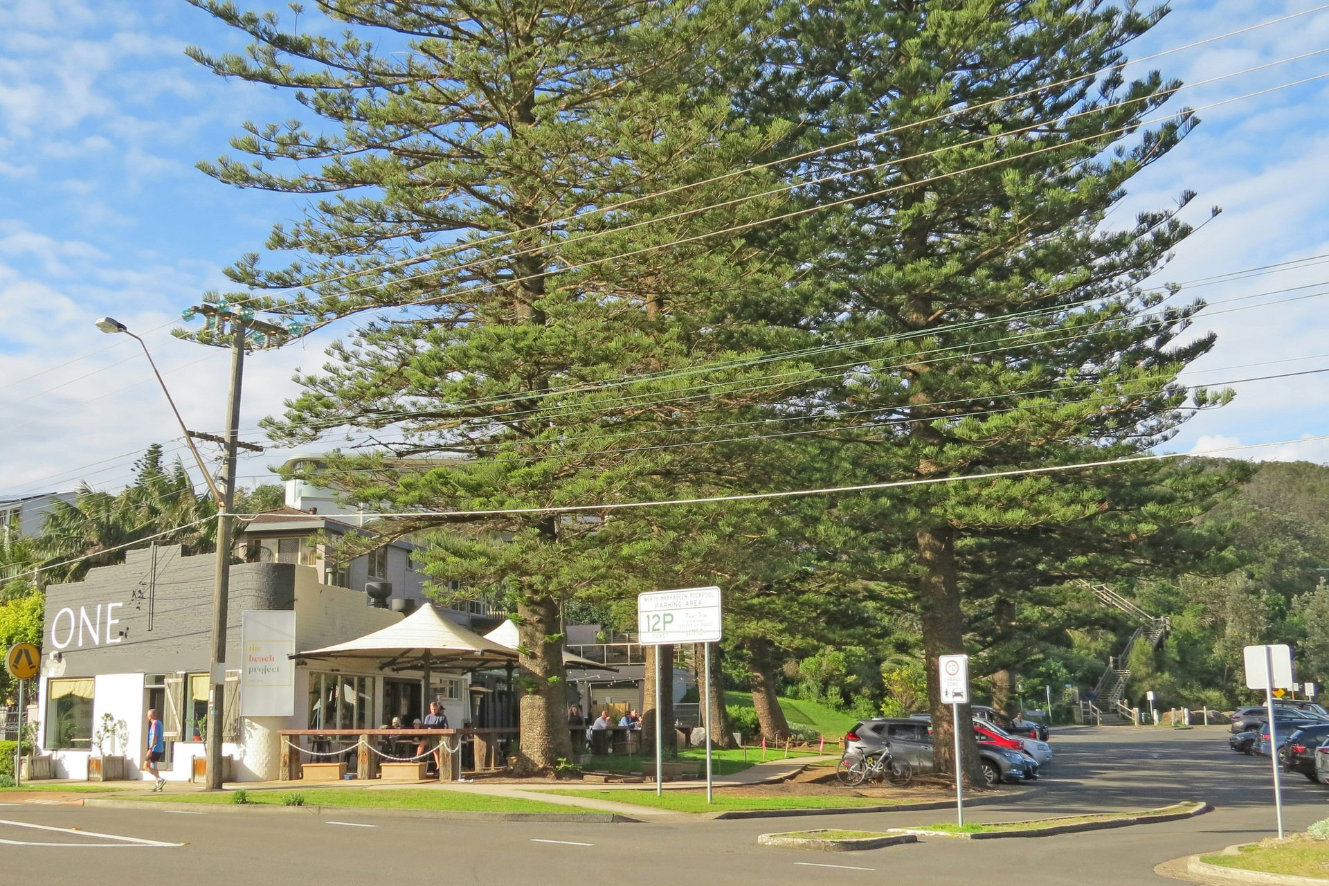 Image of tree
