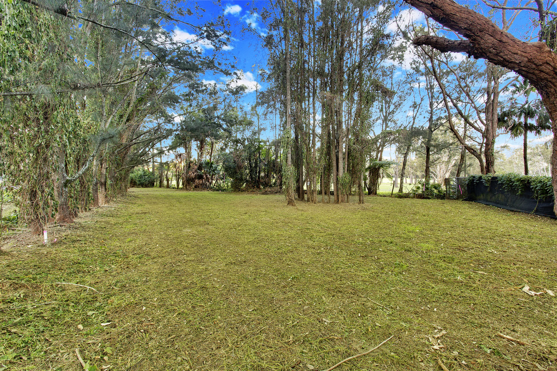 grass