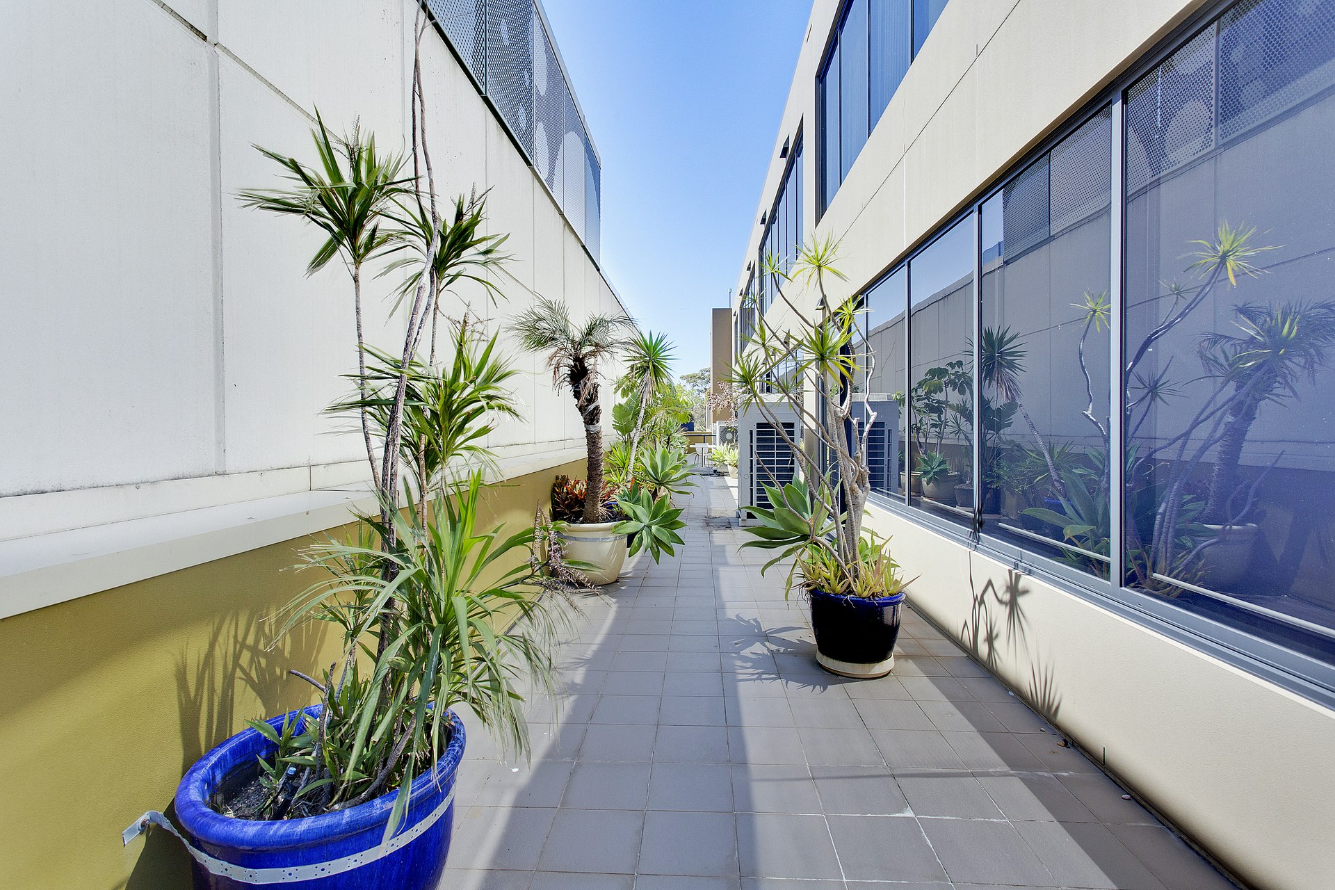 Image of plant