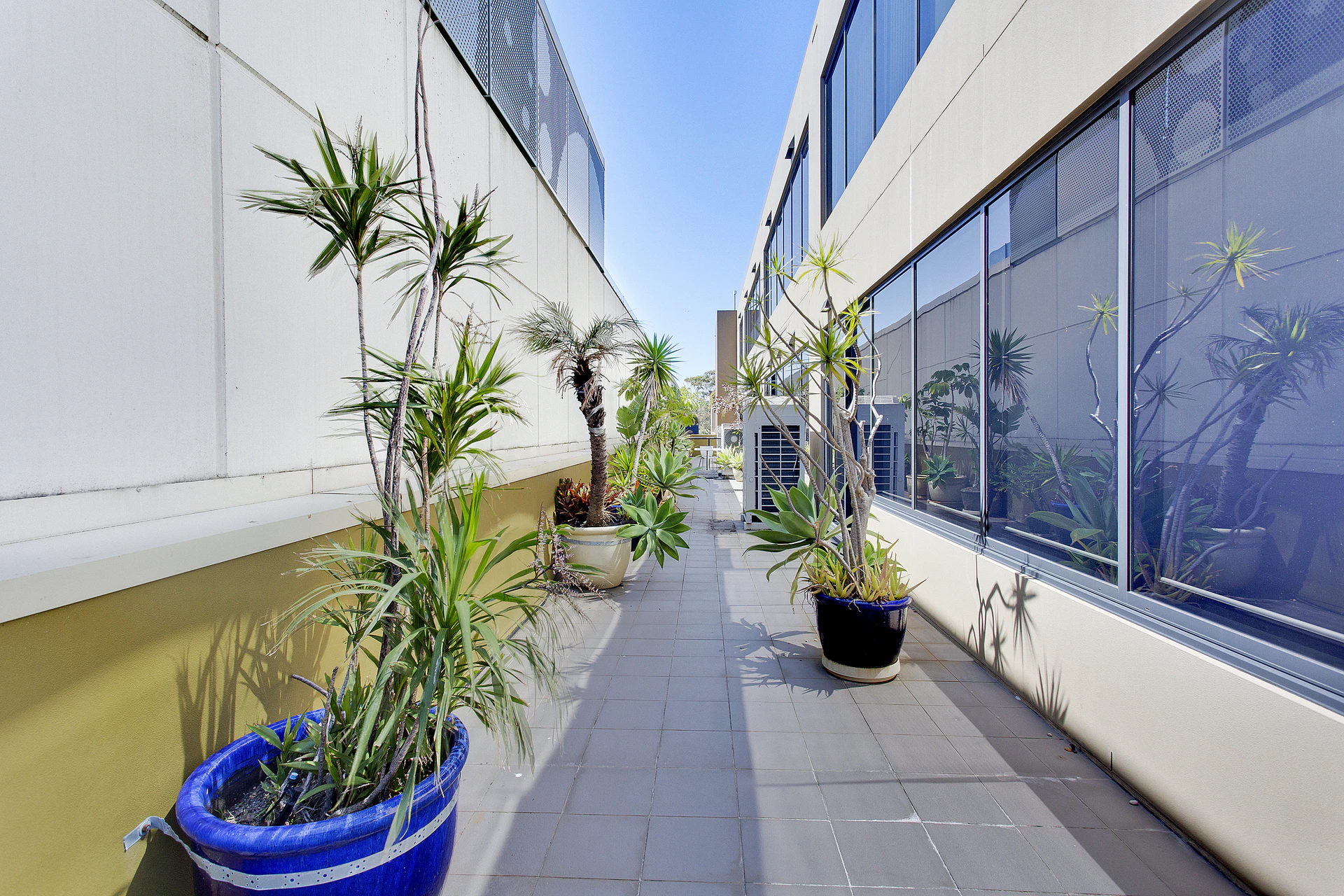 plant