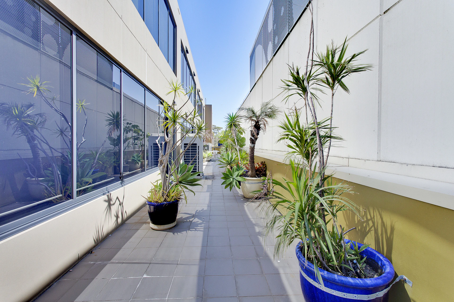 plant