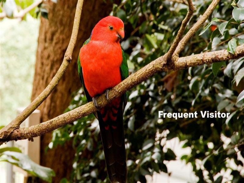 Image of animal