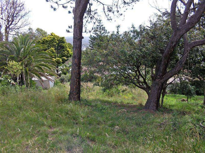 Image of vegetation