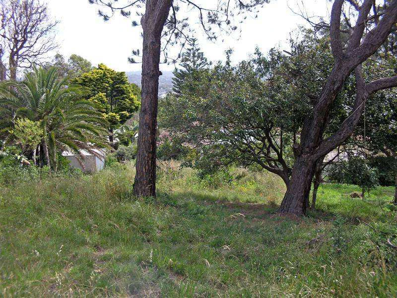 vegetation
