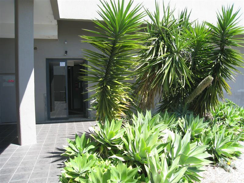 agavaceae