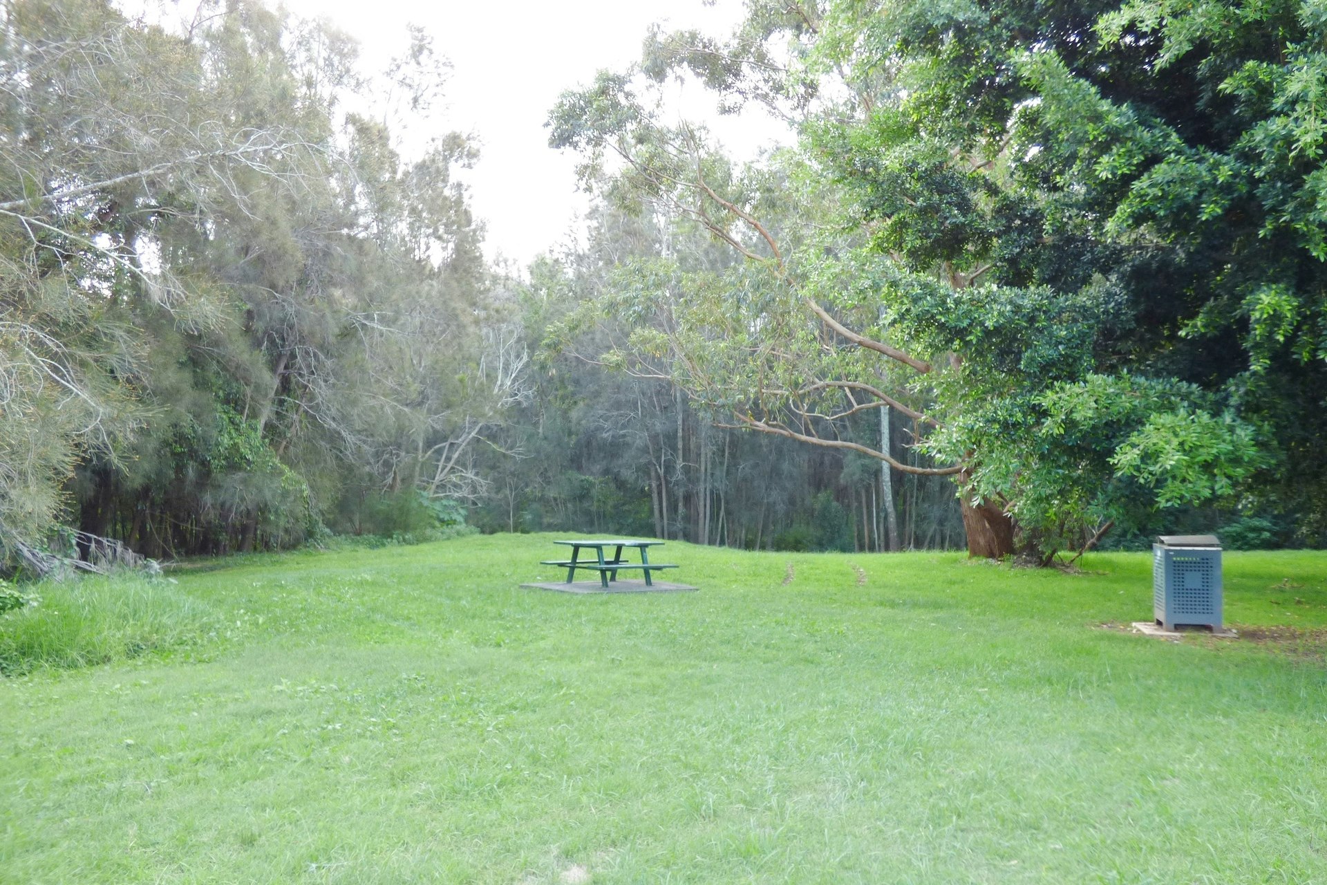 Image of grass