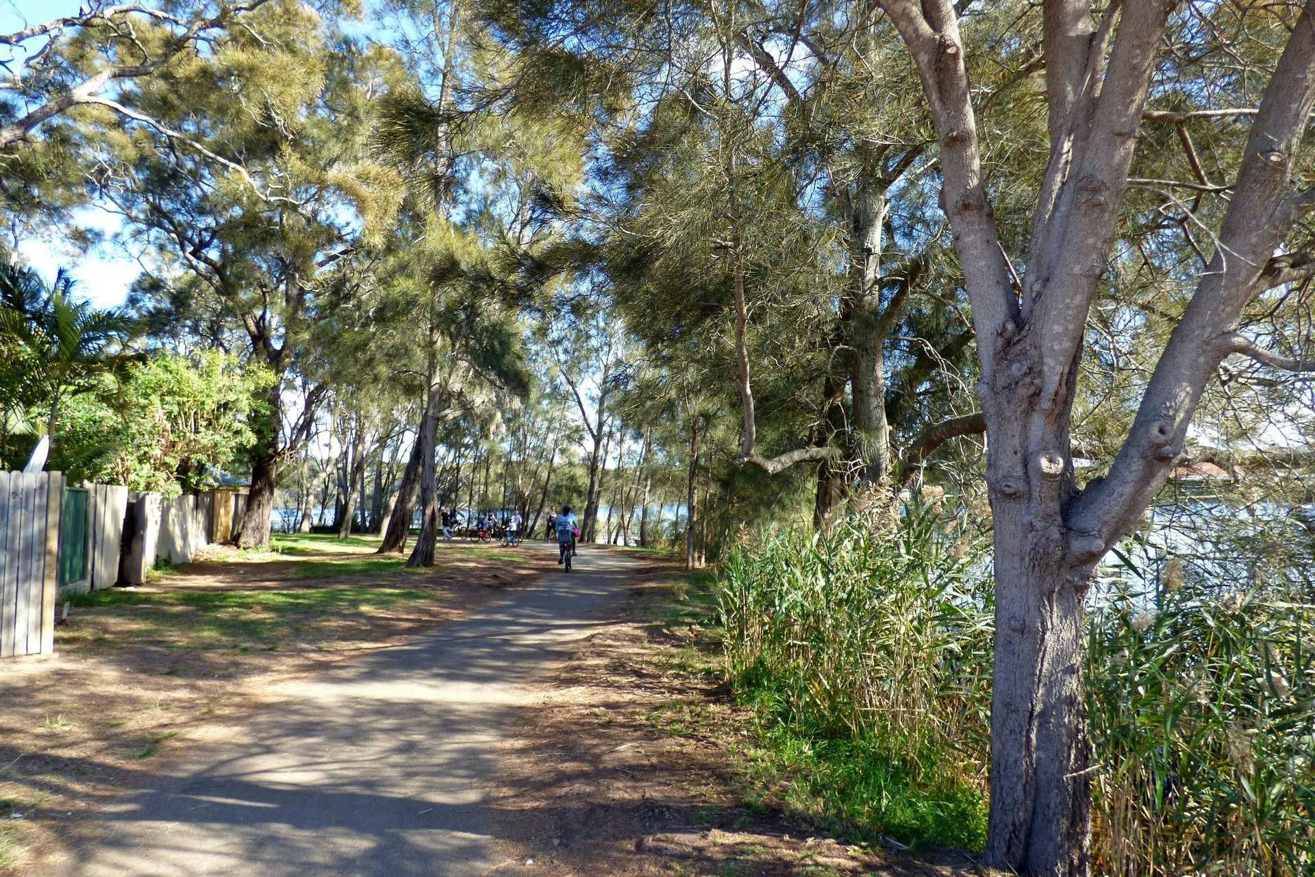 Image of tree