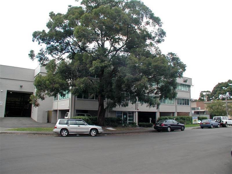 Image of tree