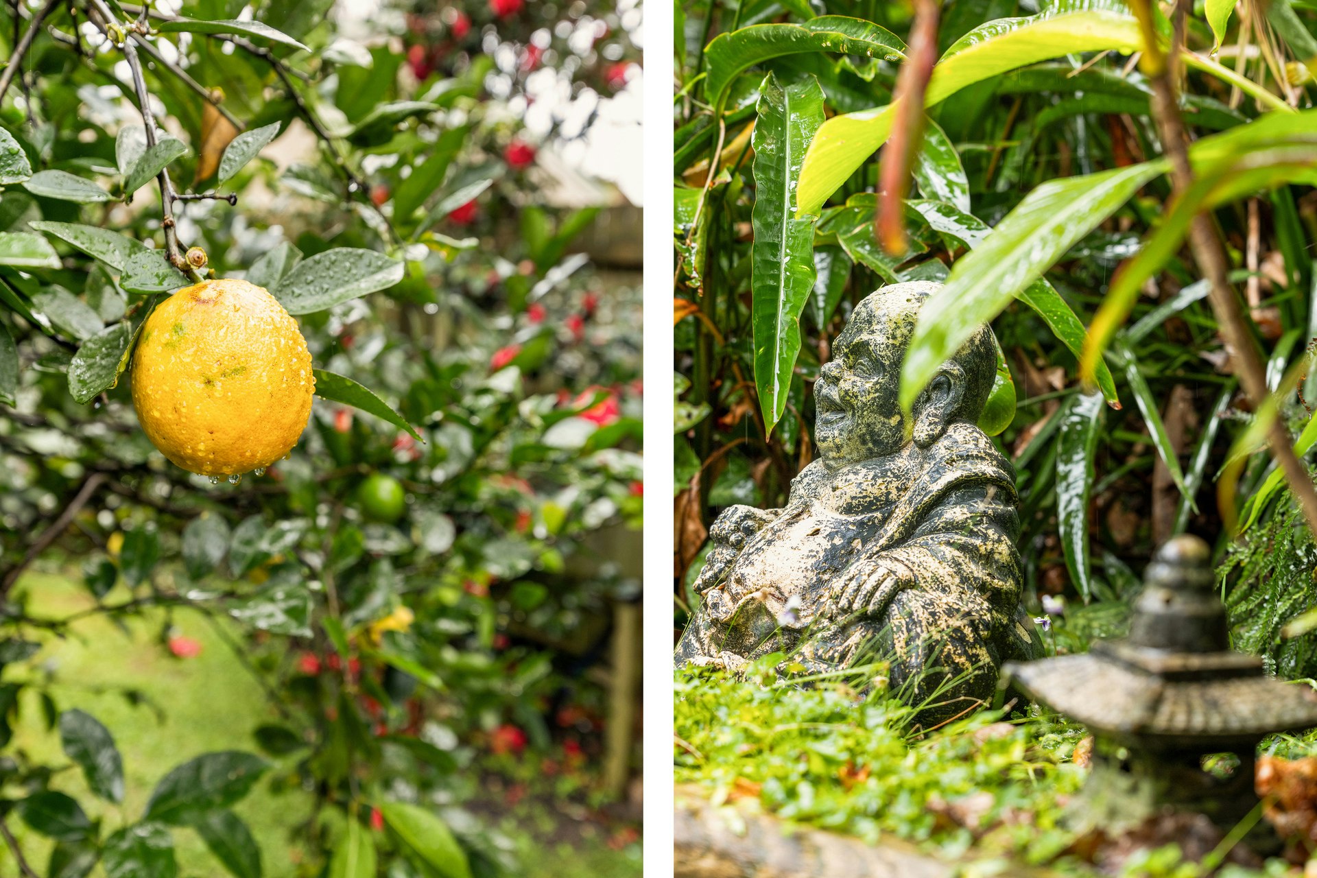 citrus fruit