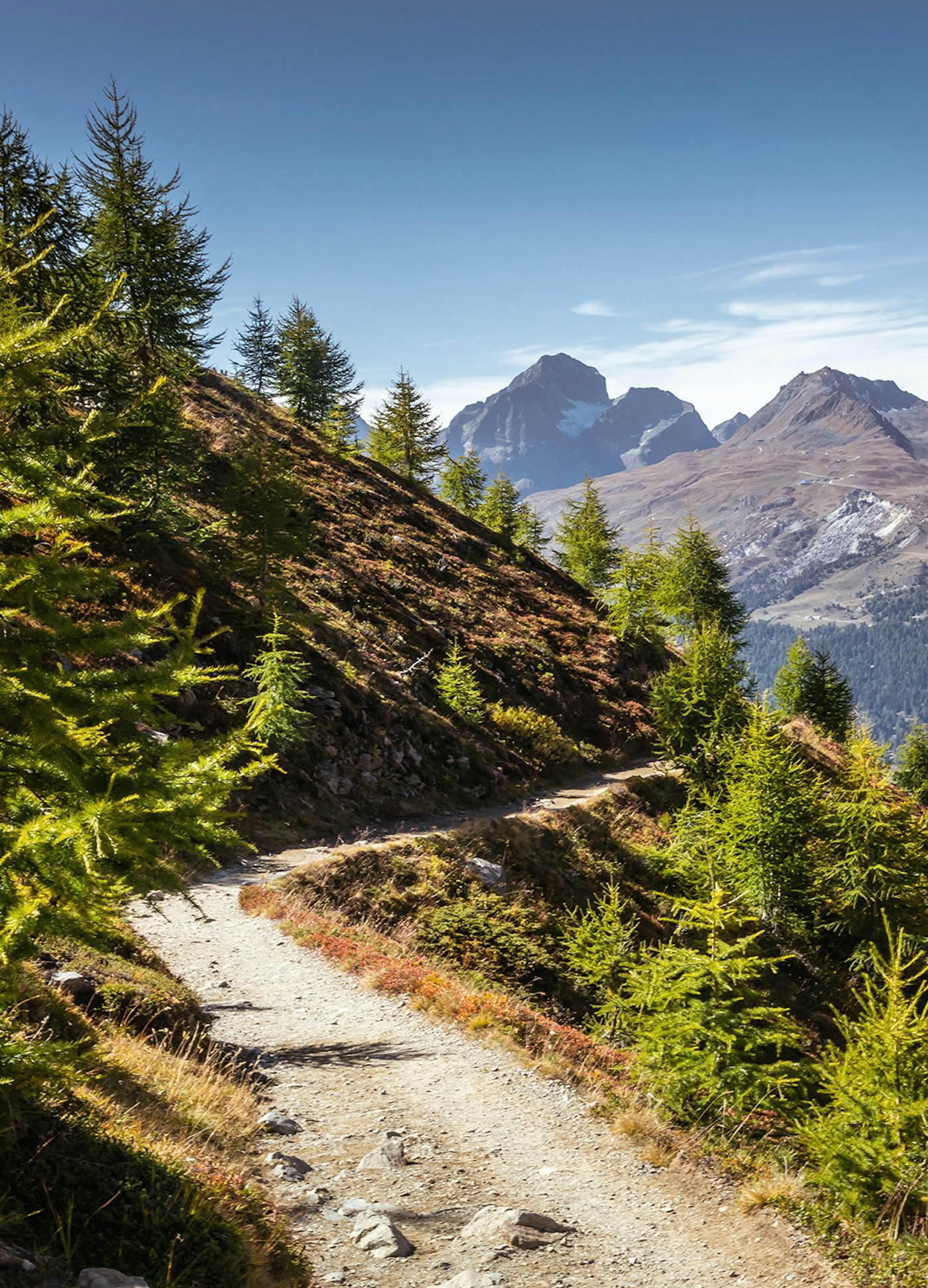Wanderweg Umgeben von einzelnen kleinen grünen Lerchen bei Muottas Muragl