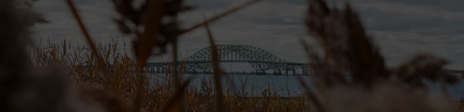A bridge behind some brush