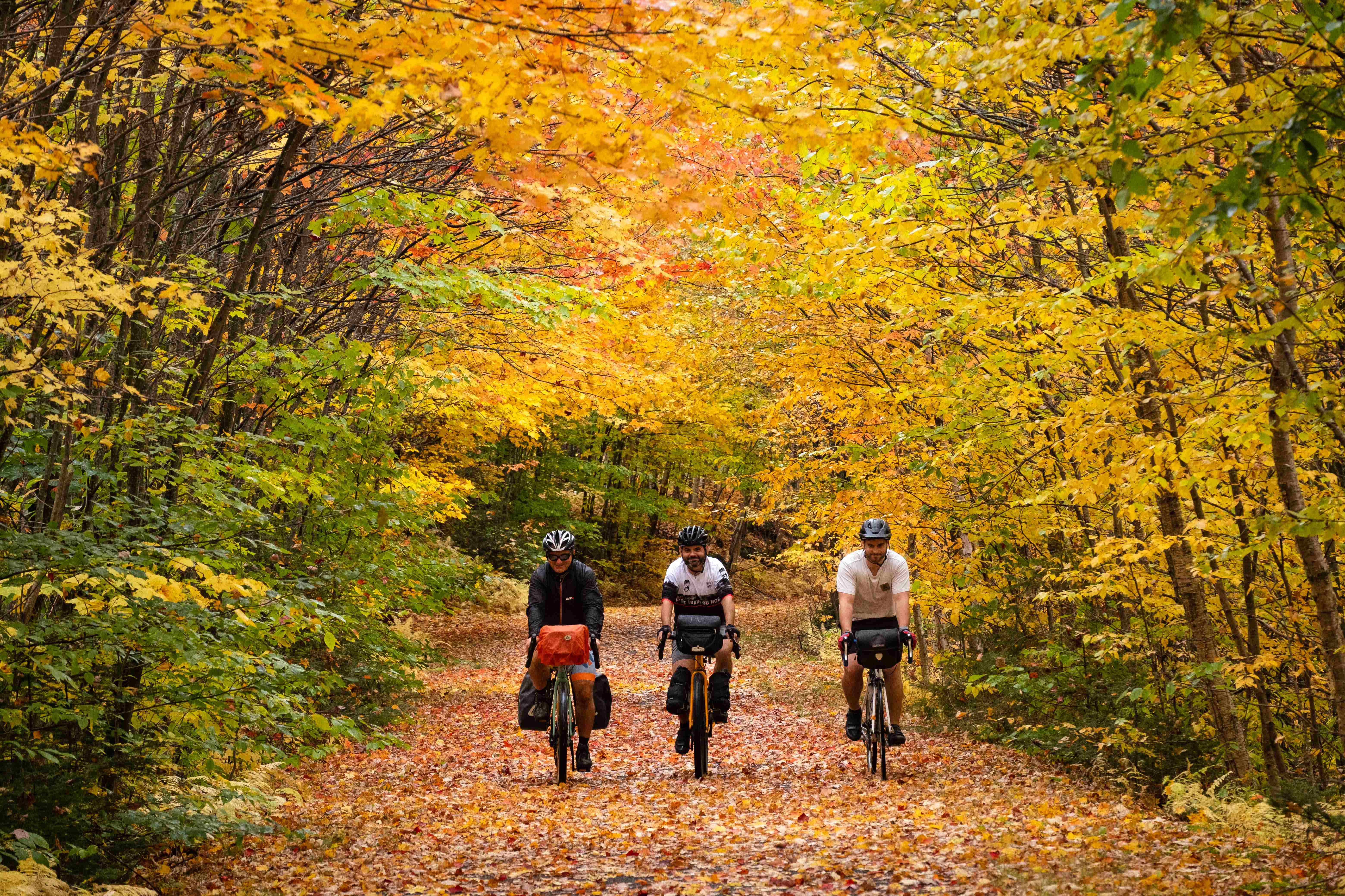 Three cyclists under a canopy of trees in autumn colours