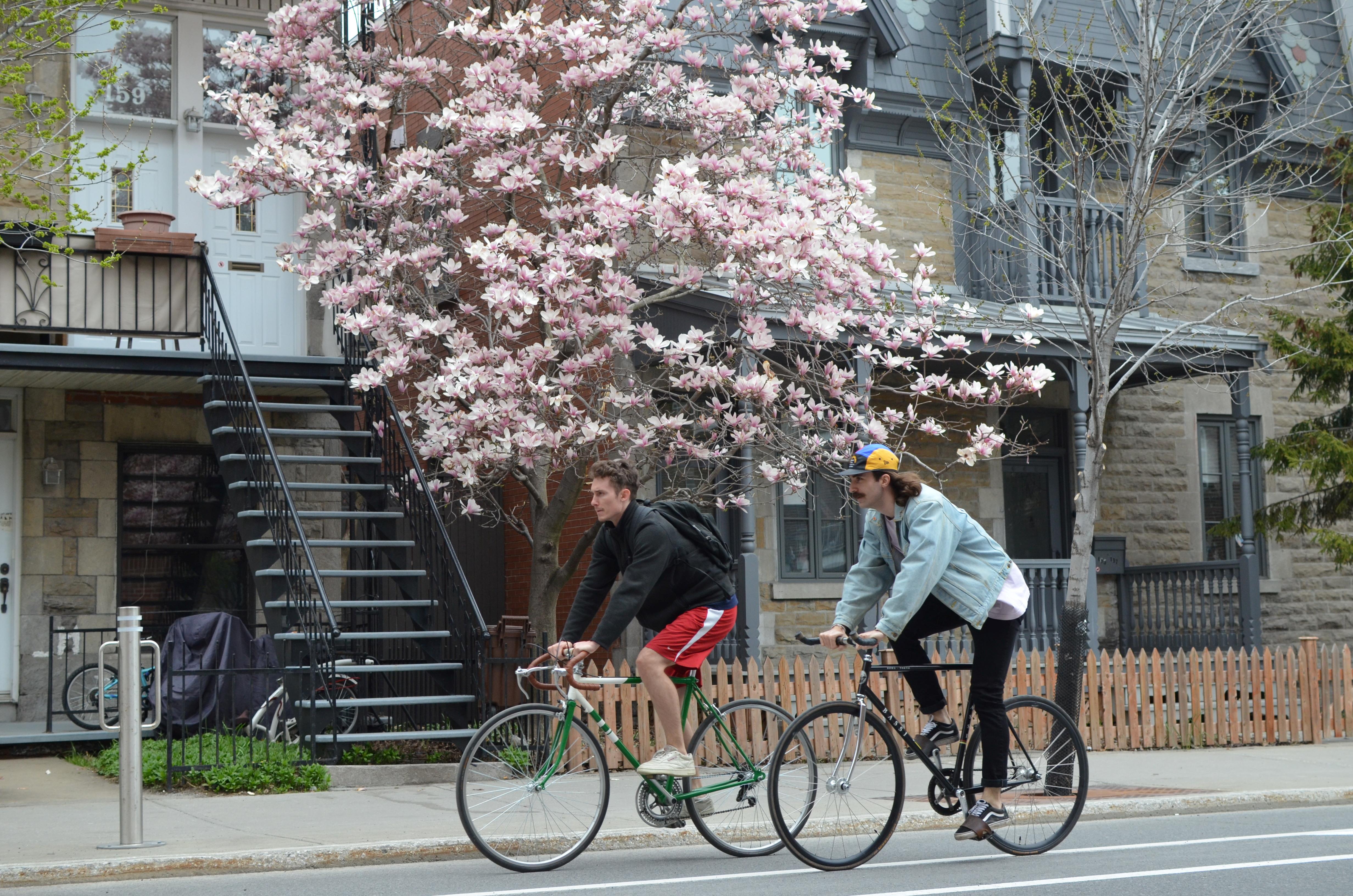 Cyclists in front of a tree in bloom in spring