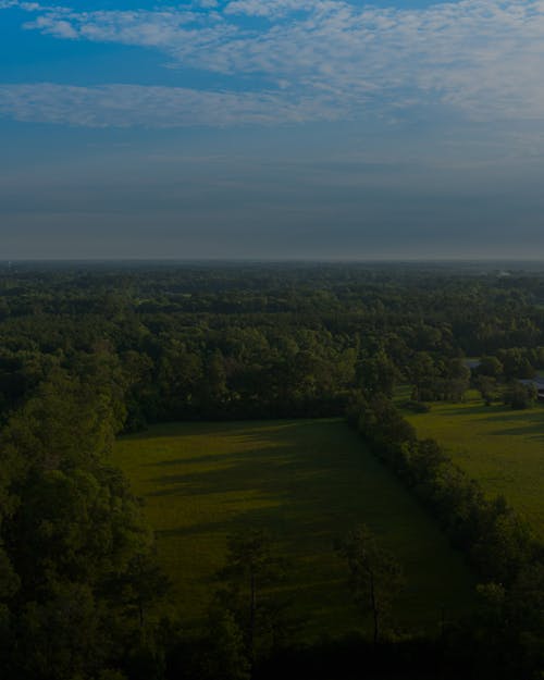 Green fields and trees