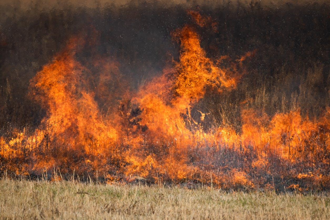 Wildfire