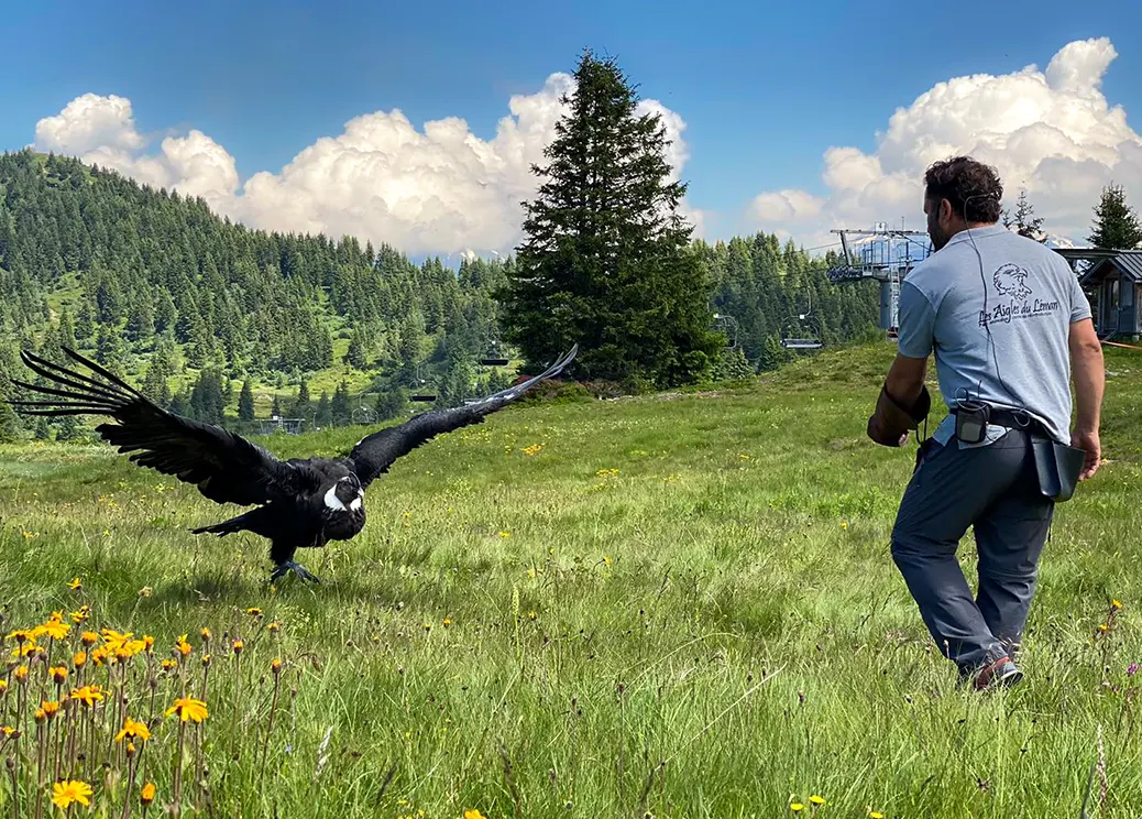 Aigles du Léman