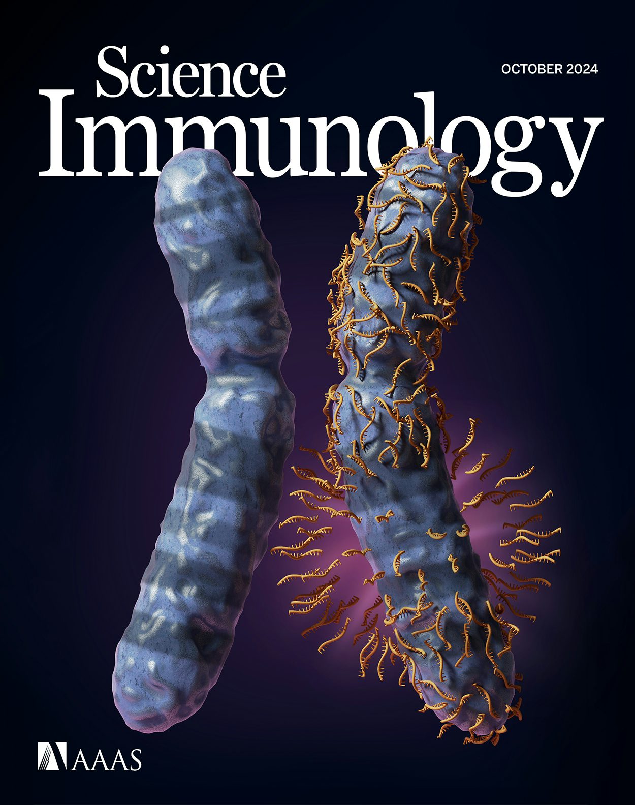 Proximity-dependent labeling identifies dendritic cells that drive the tumor-specific CD4+ T cell response