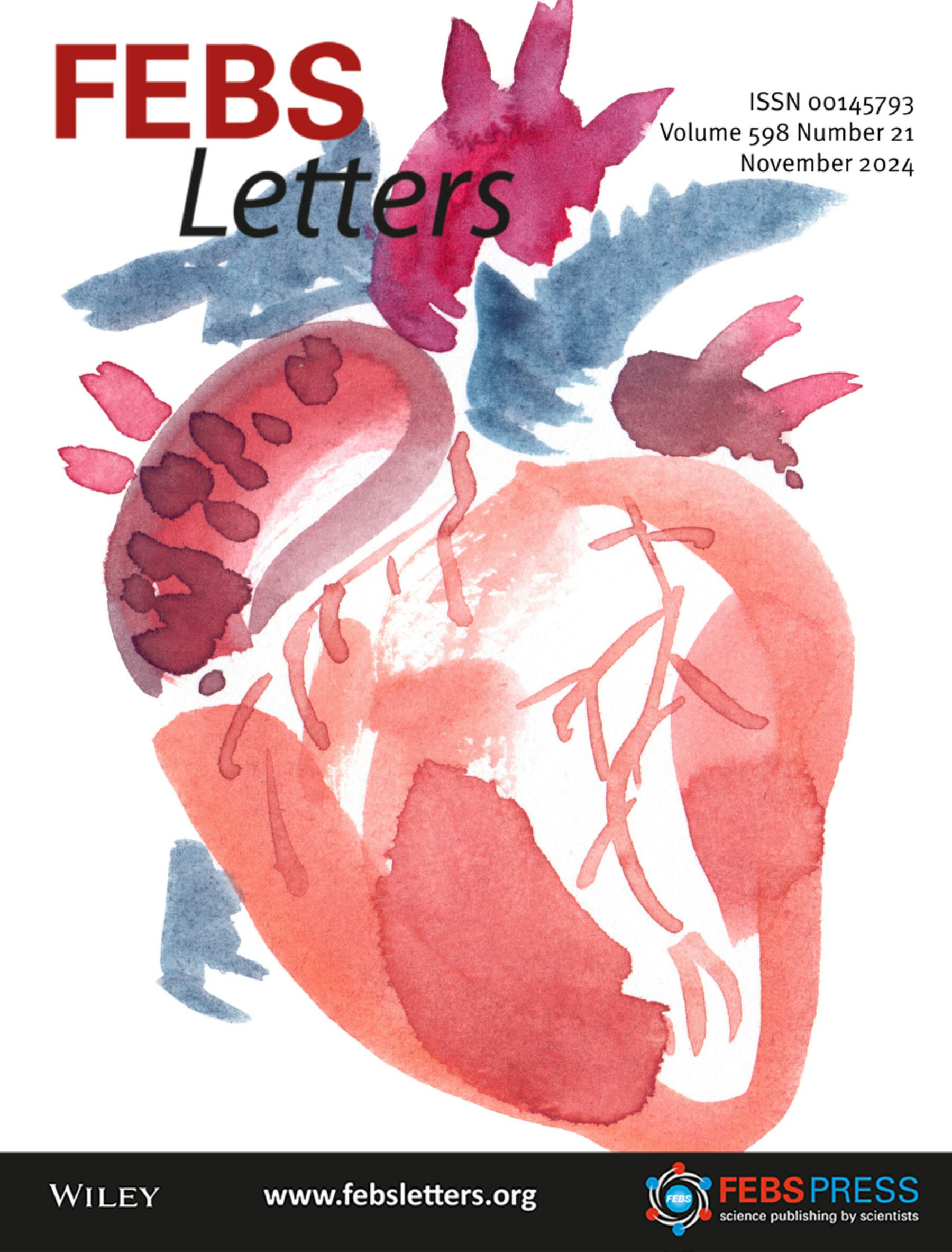 Dendritic cells steering antigen and leukocyte traffic in lymph nodes