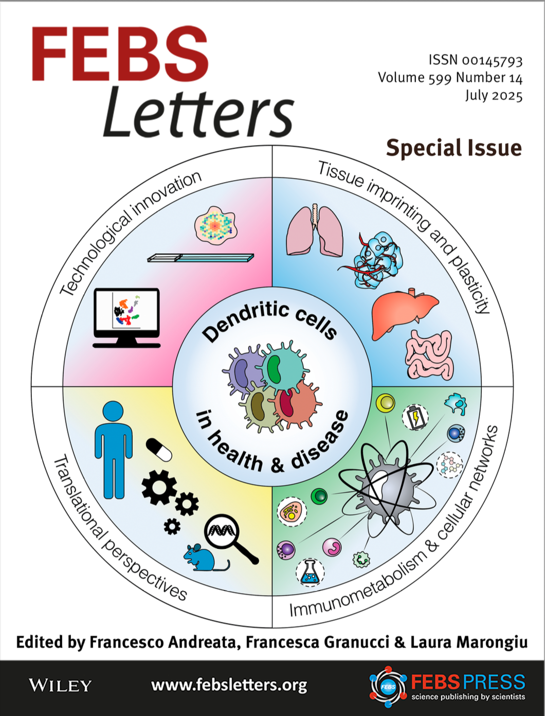 Dendritic cells steering antigen and leukocyte traffic in lymph nodes