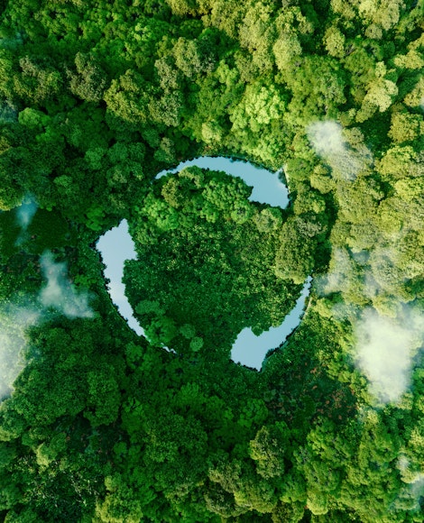 Image of a forest