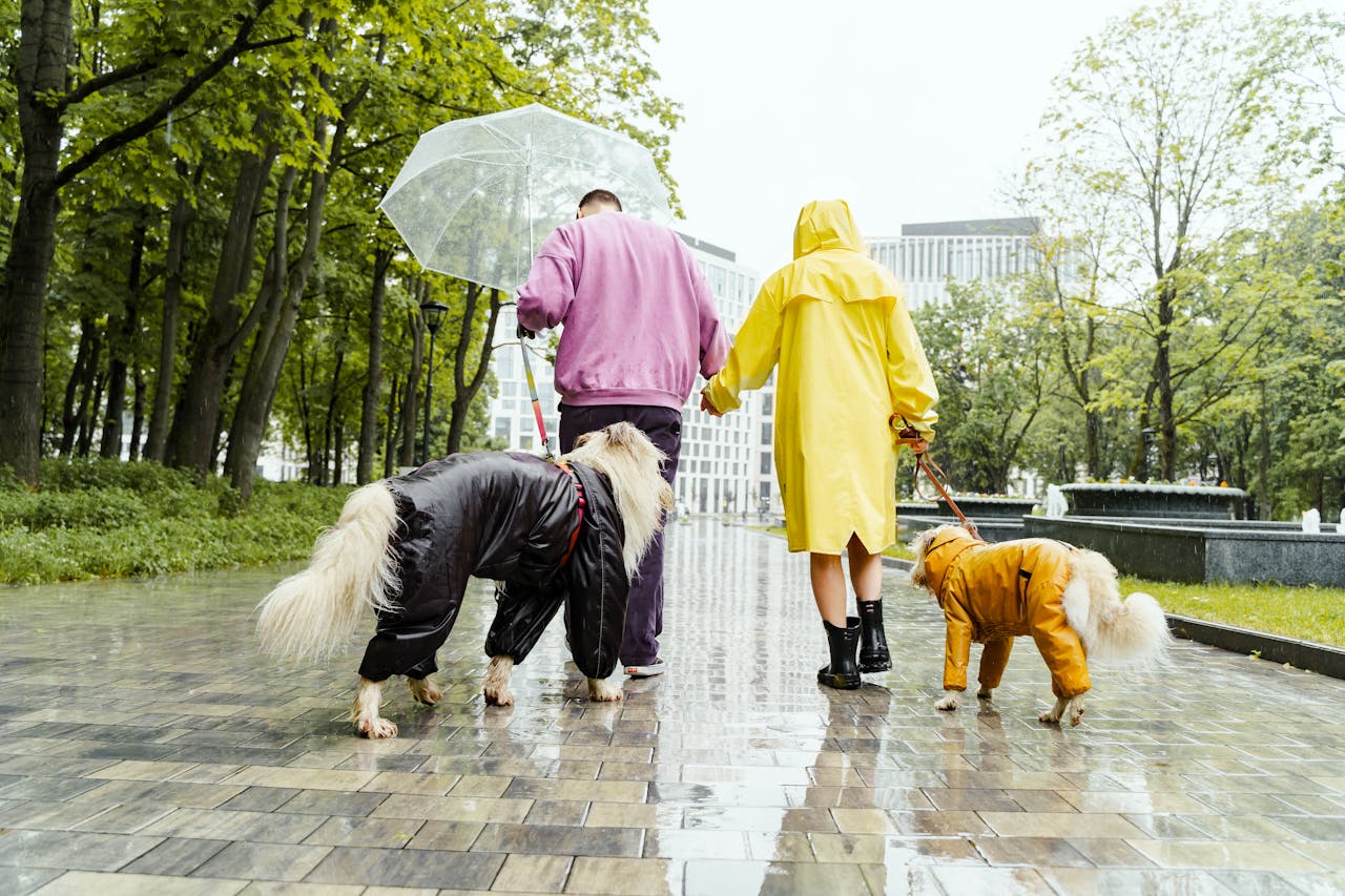 A couple walking in a rainy park with two dogs dressed in raincoats, one person holding an umbrella, surrounded by lush green trees and urban buildings in the background.