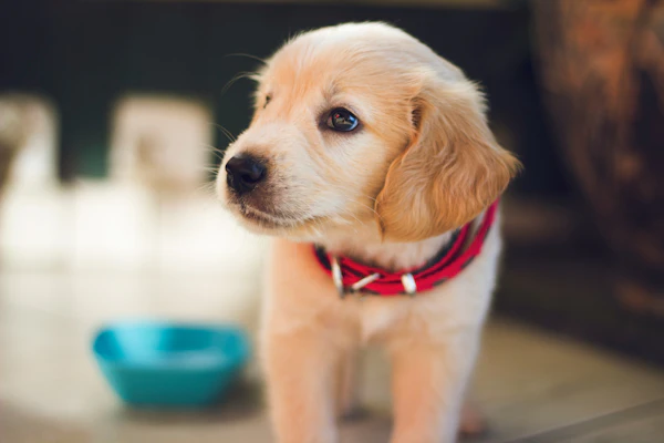 Costs of owning a medium size dog