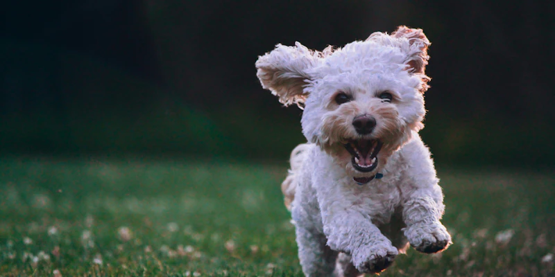 Costs of owning a small dog