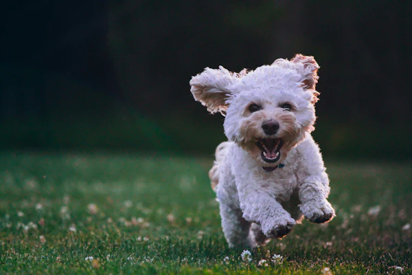 Costs of owning a small dog