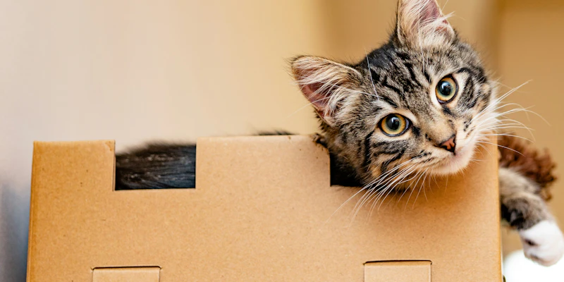 Costs of Owning a Cat