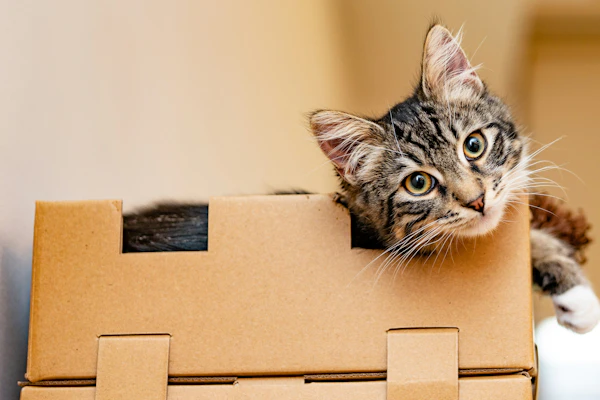 Costs of Owning a Cat