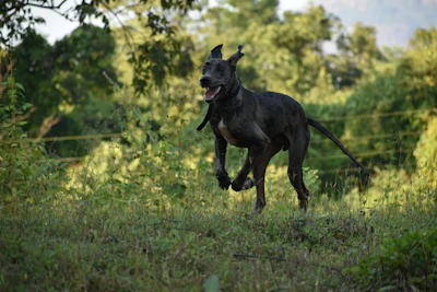 Costs of owning a large dog