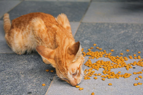 Best Cat Food
