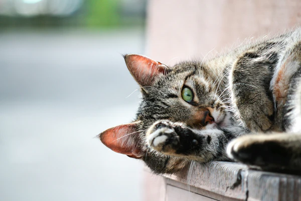 Best Cat Litter