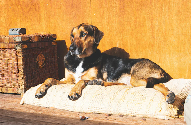 Best Large Dog Beds