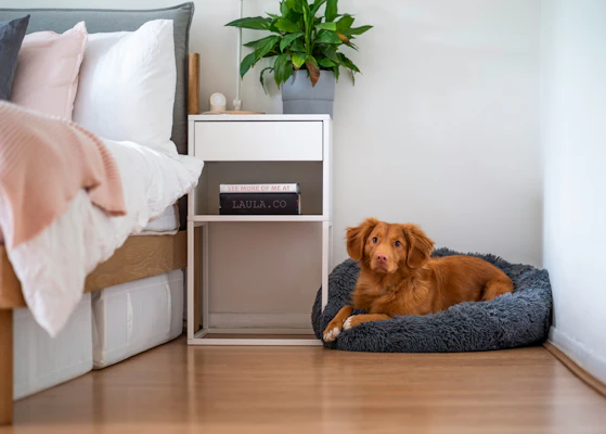 Best Medium Sized Dog Beds